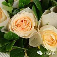 玫瑰花花语11朵代表什么,玫瑰花花语功效