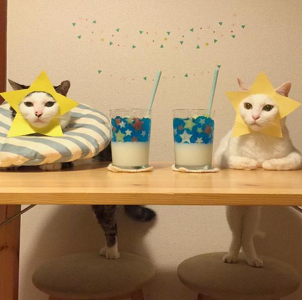 猫咪组合和柴犬组合，你喜欢那一组？