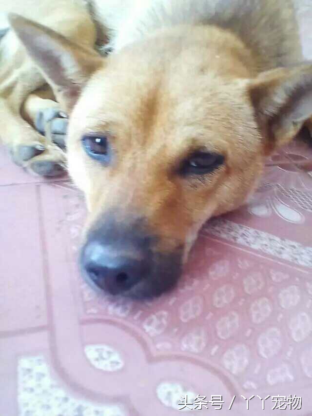 不穿鞋的原因竟然是？还好狗狗陪着你们我很放心