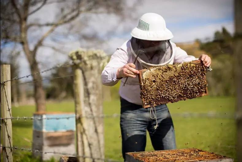老中医蜂蜜系列,老中医生姜蜂蜜