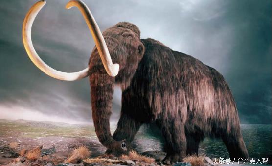 藏古猛犸象牙,藏传猛犸象牙老戒指