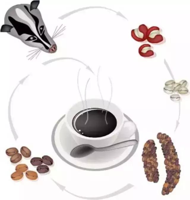 268元可以在巴厘岛landih买多少真正的猫屎咖啡豆？