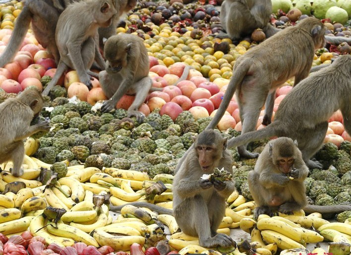 泰国猴子节图片大全,泰国猴子节起源