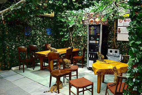 日本猫咖啡店,孟加拉猫咖啡