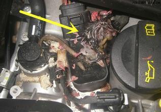 女司机车内传来阵阵臭味,女司机车内诡异响声