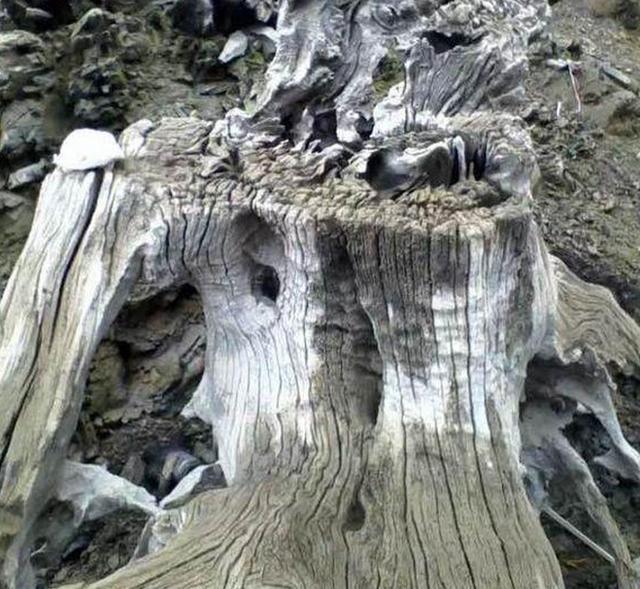 老树根自制茶台图片,绿化带捡的普通树根做茶台