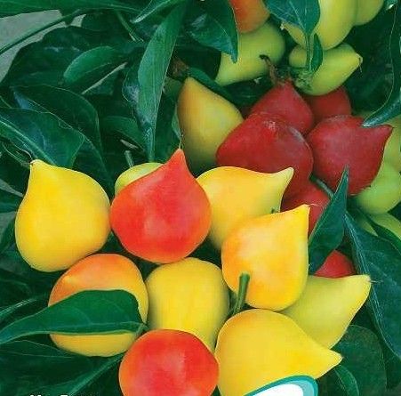 看看这10种蔬菜你全吃过没,这些蔬菜要经常记得收藏