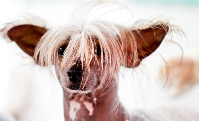 曾经通州的名片梨园狗市即将搬迁,狗狗们将何去何从?