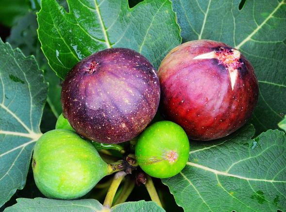 既能治疗痔疮又能食的草药,一味草药治痔疮特效