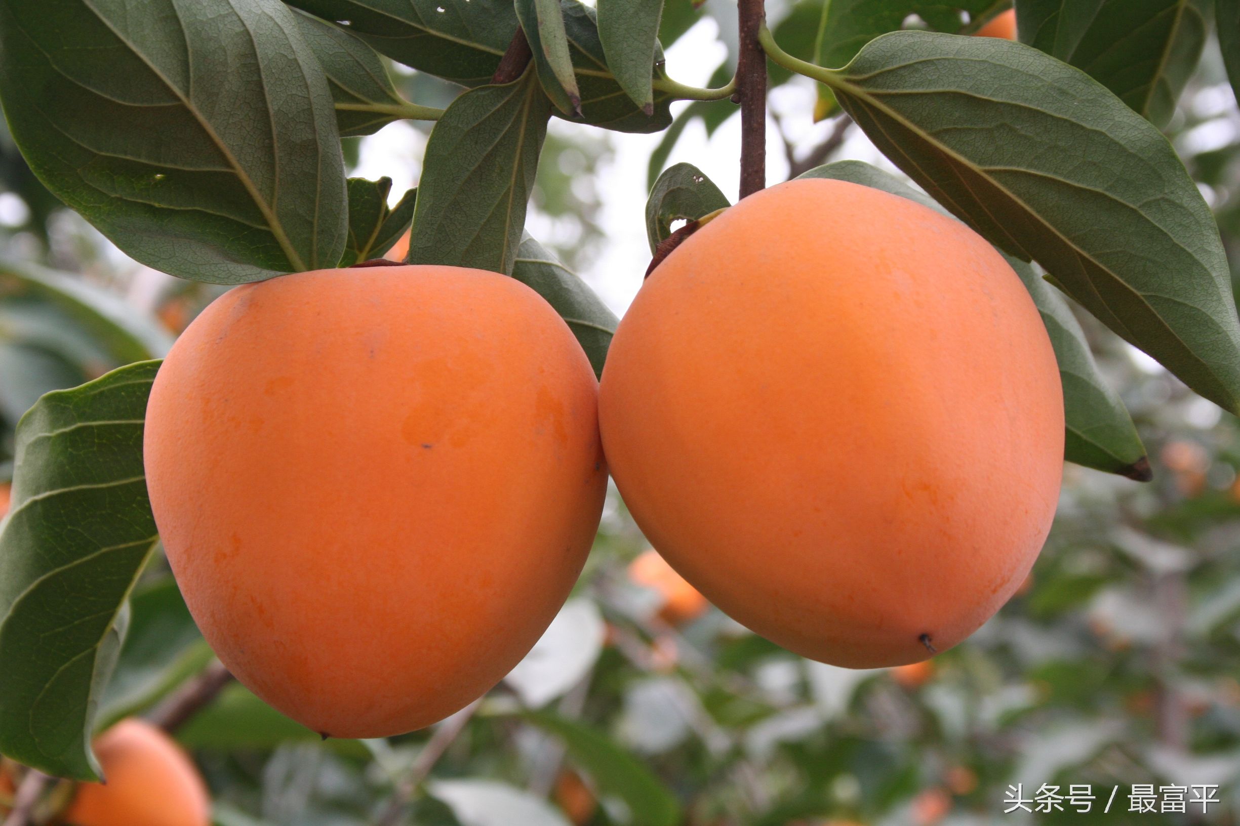 富平富四方醋饮咋样,富平县曹村镇柿子行情
