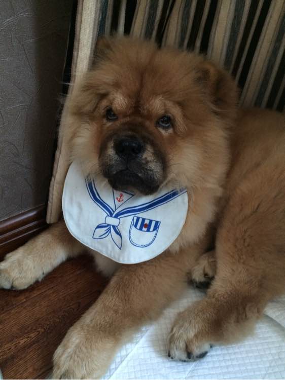 喝个酸奶都能踩空摔倒的笨狗，吃的比我都好！