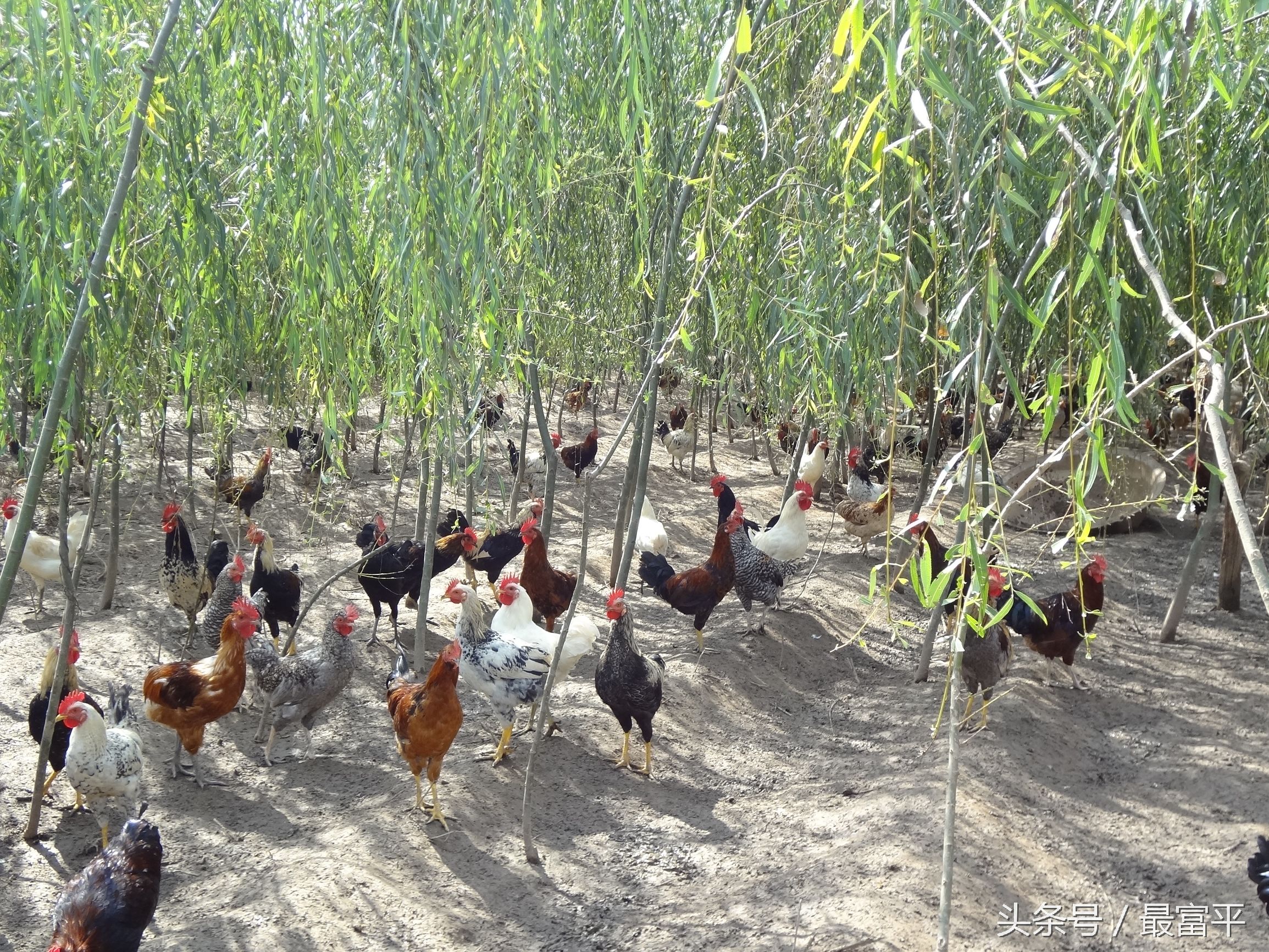 富平富四方醋饮咋样,富平县曹村镇柿子行情