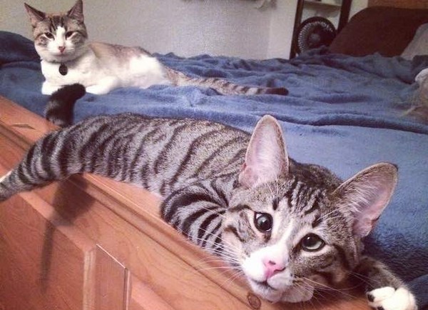 斗鸡眼的猫,斗鸡眼猫会自愈吗