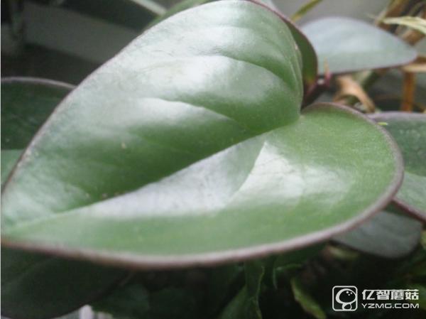 nubia布拉格怎么样,nubia手机性能怎么样