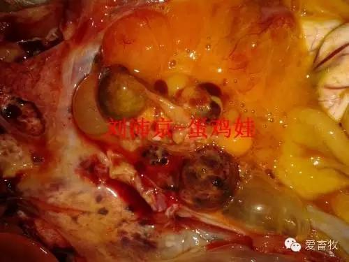 蛋鸡白血病怎么预防,蛋鸡白血病赔偿标准