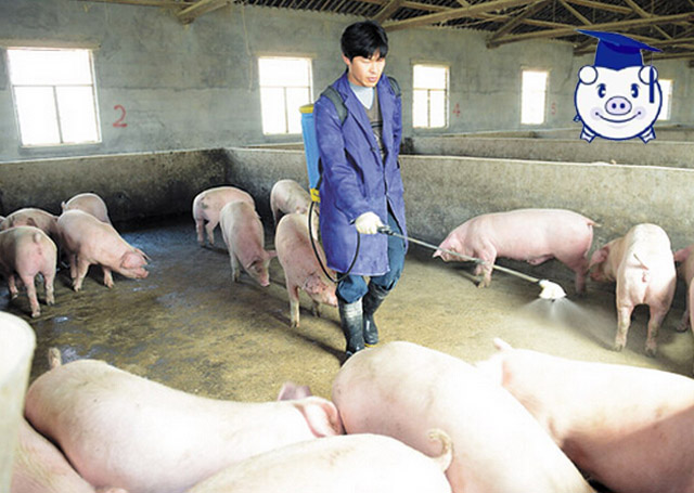 猪病最快的治疗方法,猪病怎么治疗才能彻底好