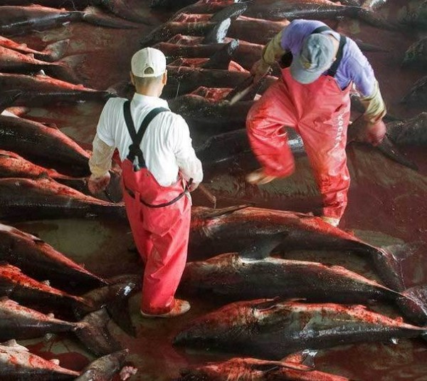 日本拒绝入境经历,日本海豚湾纪录片完整版