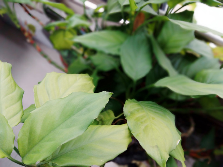 note3pro拍照,魅族note3拍照效果