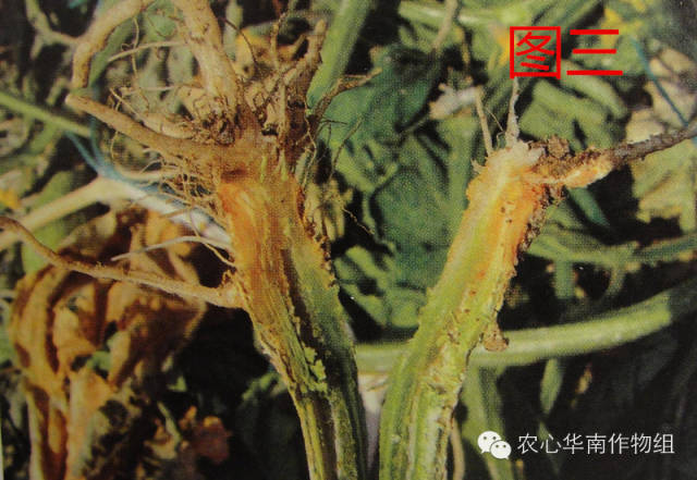 冬瓜病虫害特效药视频,西瓜秧枯萎病怎么治疗