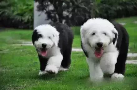 狗狗可爱的视频1-3岁,可爱的狗狗的视频免费看