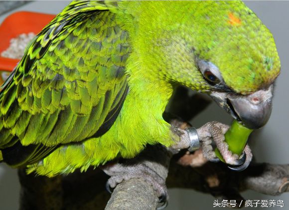 鹦鹉没有食物就不会过来,鹦鹉为什么会吃小米椒