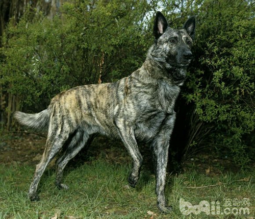 什么品种狼犬性格最好,威武霸气的狼犬