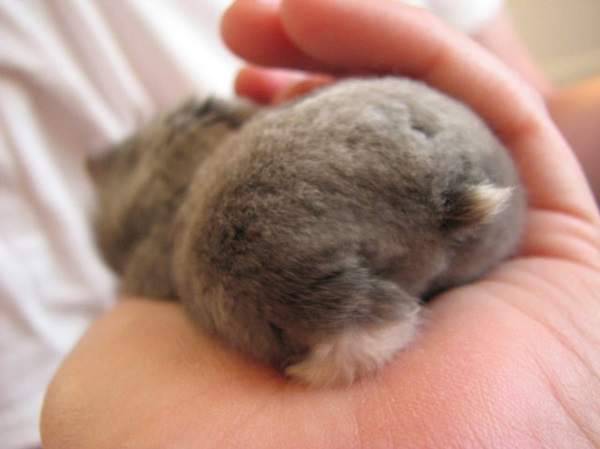 仓鼠的尾巴大大的,仓鼠的屁屁很萌