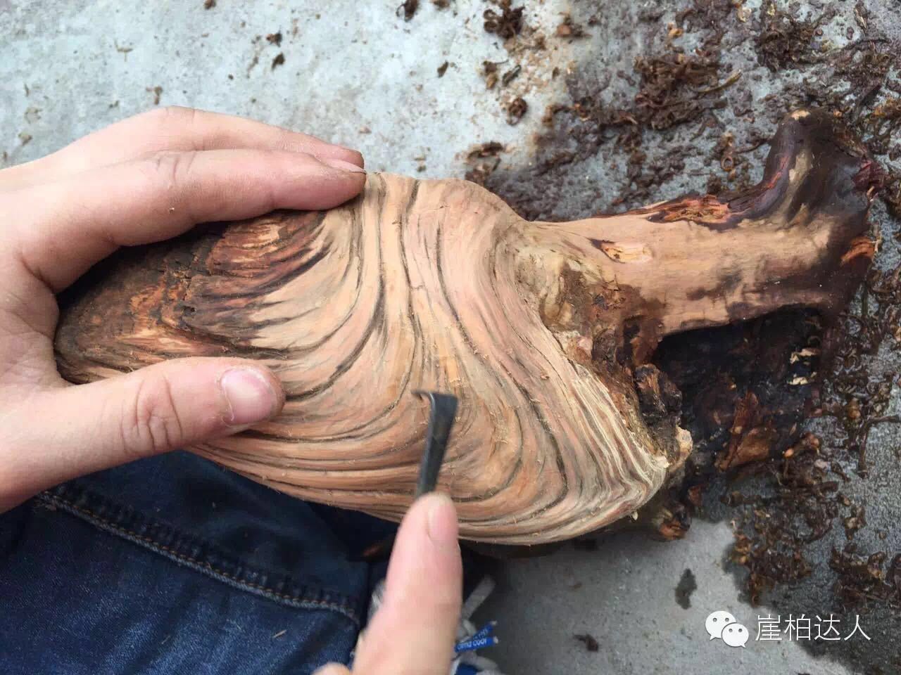 手把手教你打磨崖柏,崖柏玩皮怎么打磨