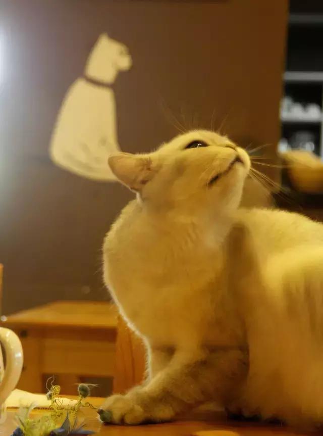 搴楅摵閲囪,搴楅摵涓撹