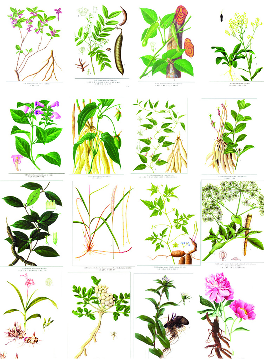 中医怪杰,十大公认的中医中药秘方