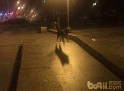 泰迪狗被二哈咬死,养了一条二哈