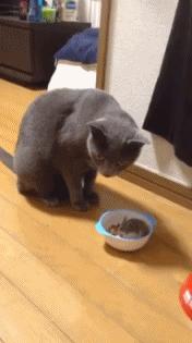 学生党仓鼠推荐,小仓鼠的小秘密