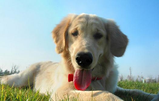 狗狗胆子小经常吓尿怎么训练出来,狗狗幼犬会出现哪些问题