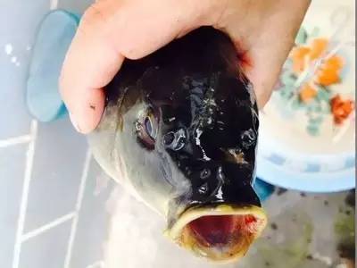 鲤鱼急性烂鳃是什么原因,鲤鱼烂鳃病有什么特效药