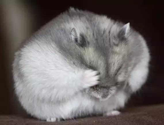 适合学生党的可爱活泼小仓鼠,学生党的小型仓鼠10元