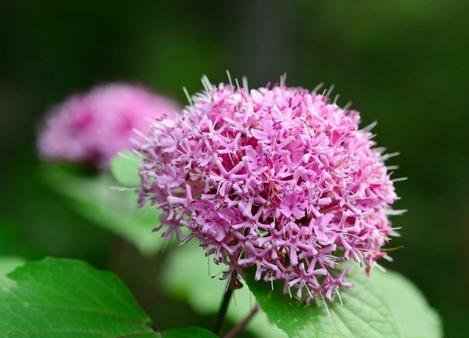 每日一花鲜花,每日一花之绣球花
