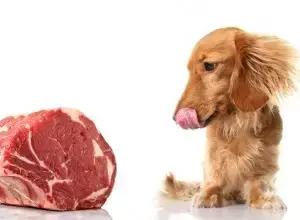 怀孕的狗狗一直哀嚎,怀孕狗狗反常焦躁走来走去还哼唧