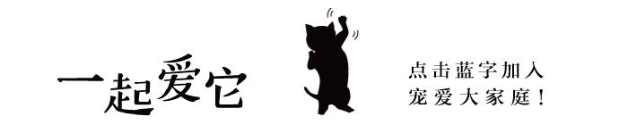 猫宠知识,宠猫知识