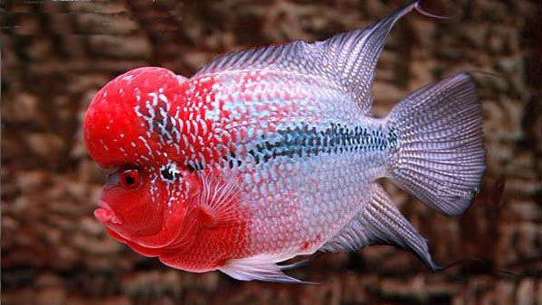 新买的罗汉鱼多久恢复体色,新入缸的罗汉鱼多久能恢复颜色