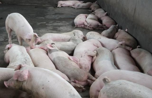 如何做好猪场驱虫间的卫生工作,养猪场如何做好驱虫工作