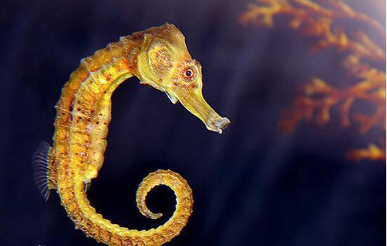 福美来2017实拍,新款福美来好么