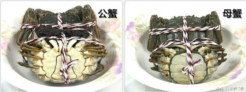 大闸蟹母蟹和公蟹的区别哪个好吃,大闸蟹公蟹好吃还是母蟹