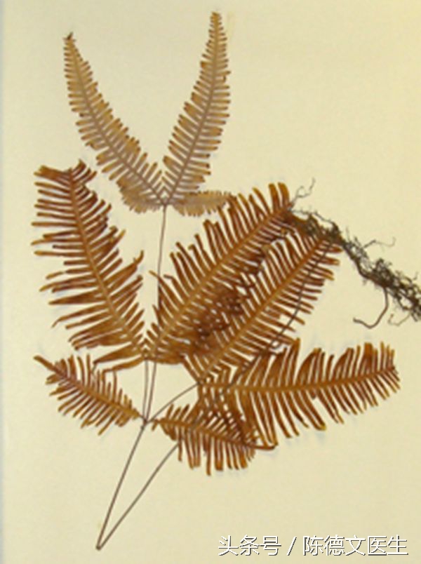 耳洞发炎有脓怎样安全让它长回去,耳洞发炎红肿化脓什么样子