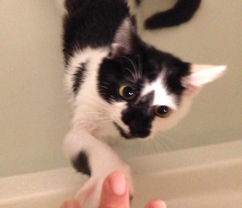 小奶猫后肢瘫痪,给后腿瘫痪的小猫做康复训练