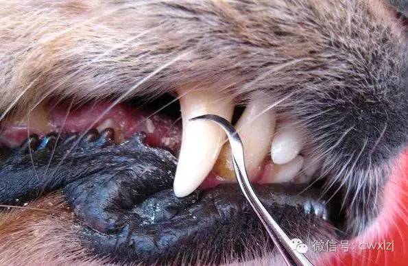 狗狗有口臭是什么原因,老年狗狗口臭是什么原因