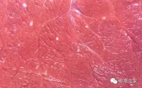 最全羊寄生虫病图谱及治疗处方（珍藏版）？