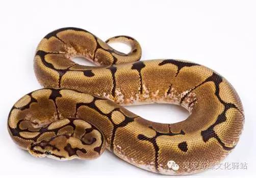 球蟒基因图鉴入门,球蟒基因品系大全