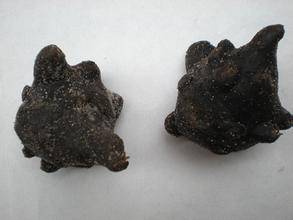 中药附子使用歌诀,每日一味中药附子