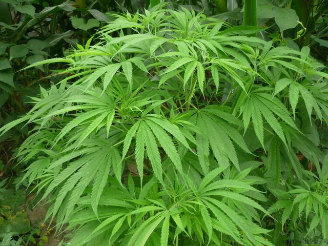 便秘特效药火麻仁的副作用和危害,治便秘的火麻仁去壳吗