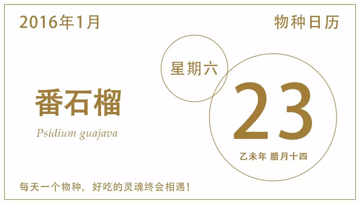 紫皮的番石榴好吃吗,第一次吃到这么好吃的番石榴